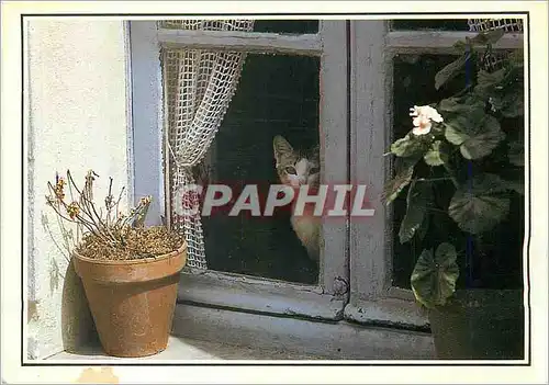 Moderne Karte Images Les Chats a la Fenetres