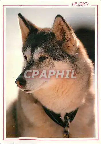 Cartes postales moderne Chien Husky