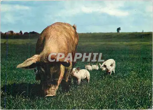 Cartes postales moderne Cochons Porc