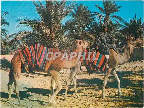 Cartes postales moderne Sahara Marche dans l'Oasis