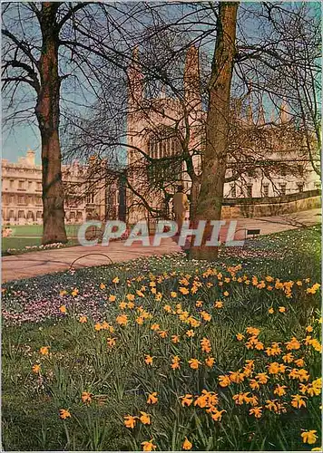 Moderne Karte King's College Avenue Cambridge Daffodils