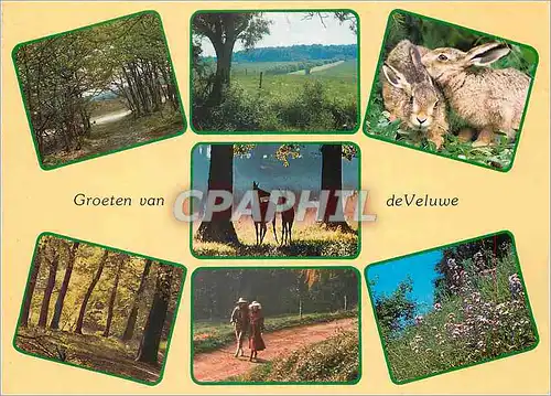 Cartes postales moderne Groeten Van de Veluwe Lapin