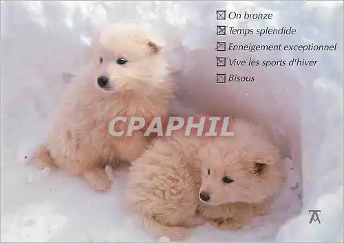 Moderne Karte Chiens de Traineau (1 mois)