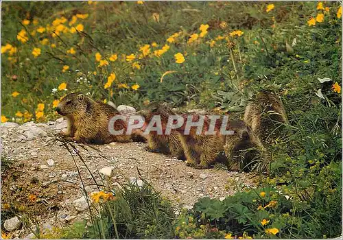 Cartes postales moderne Marmotte