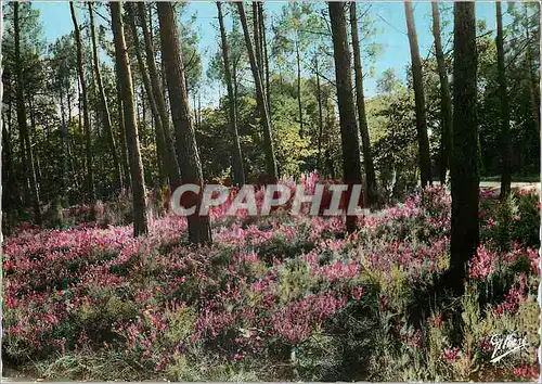 Cartes postales moderne Sous Bois aux Bruyeres sur la Cote Atlantique