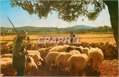 Cartes postales moderne Bethleem Champs des Bergers Berger Moutons