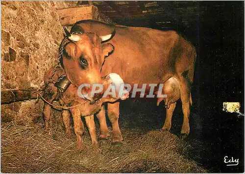 Cartes postales moderne Maternite Vaches