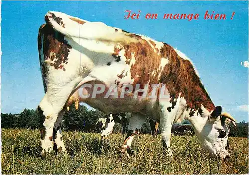 Cartes postales moderne Ici on Mange Bien Vache