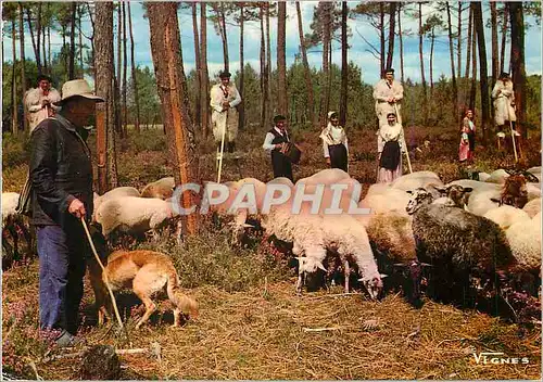 Cartes postales moderne Chaumieres Bretonnes Berger Moutons