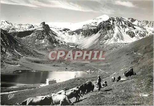 Cartes postales moderne Tignes le Lac et la Sassiere Bergere Moutons