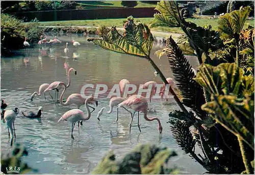 Cartes postales moderne Parc Zoologique de Cleres (S M) Flamants roses