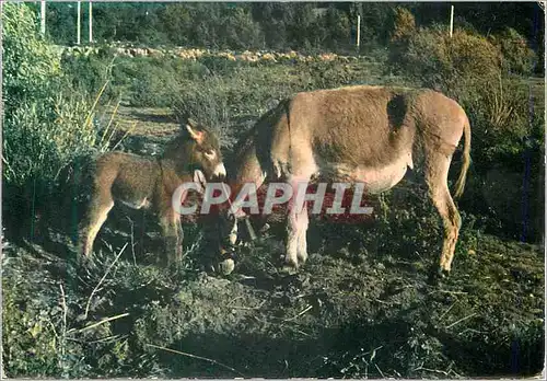 Cartes postales moderne Caresse filiale Ane Donkey