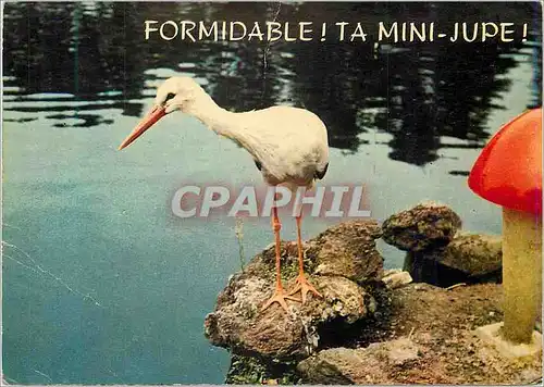 Cartes postales moderne Formidable Ta Mini jupe En Vacances Cigogne