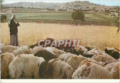 Cartes postales moderne Bethleem Champs des Bergers Berger Moutons