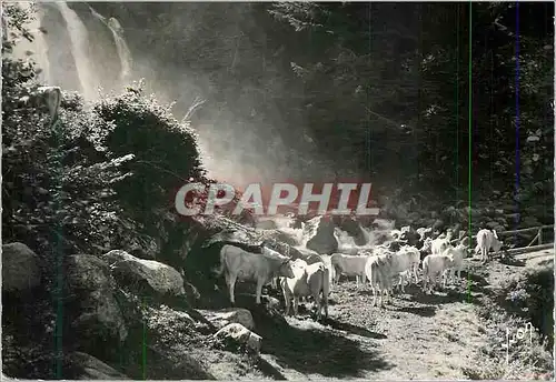 Cartes postales moderne Cauterets La Raillere (Htes Pyr) Devant la Cascade du Lutour Vaches
