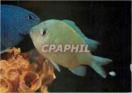 Cartes postales moderne Dascyllus marginatus poissons exotiques
