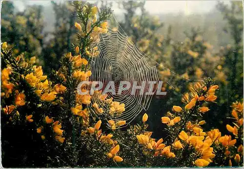 Cartes postales moderne La Bretagne en Couleurs Rosee du matin sur les ajoncs de Bretagne