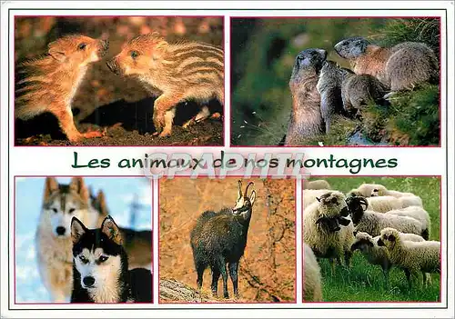 Cartes postales moderne Les animaux de nos montagnes Marcassins Marottes Huskys Chamois Brebis
