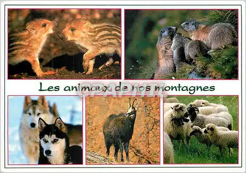 Moderne Karte Les animaux de nos montagnes Marcassins Marottes Huskys Chamois Brebis