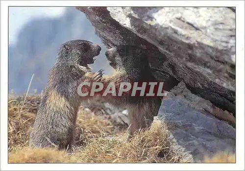 Cartes postales moderne Marmottes