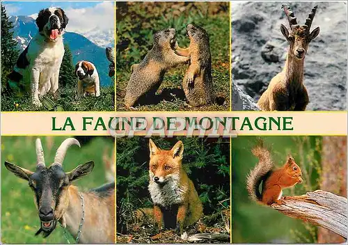 Cartes postales moderne La faune de montagne Saint Bernard Marmotte Bouquetin Chevre Renard Ecureuil
