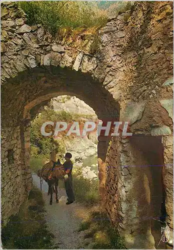 Cartes postales moderne Paysage de France Scene typique de Provence Ane Donkey
