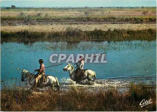 Cartes postales moderne En Camargue Gardians montant leurs chevaux de race Camargue dont l'endurance est proverbiale