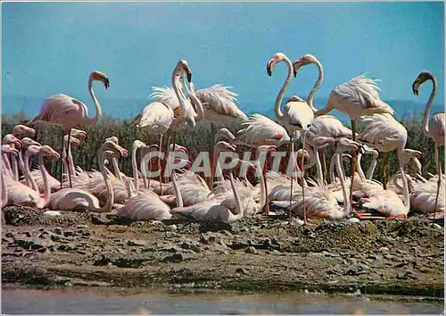 Cartes postales moderne En Camargue (Bouches du Rhone) Un tres beau groupe de flamants roses