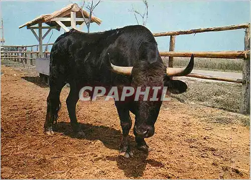 Moderne Karte La Camargue Taureau camarguais