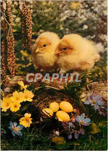 Cartes postales moderne Joyeues P�ques Poussins