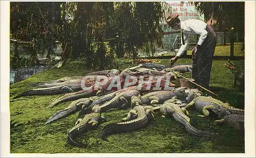 Cartes postales moderne Alligator Farm Hollenbeck Park Los Angeles Crocodile