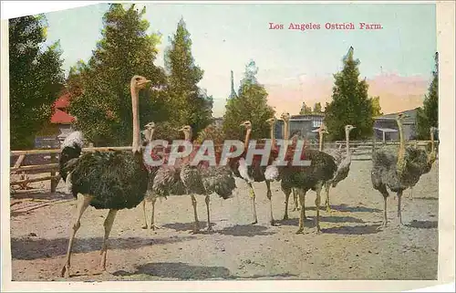 Cartes postales moderne Los Angeles Ostrich Farm A Home Among the Oranges Autruches