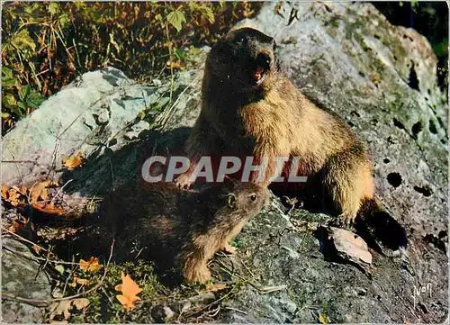 Cartes postales moderne Faune de France La Marmotte et son jeune Marmotion