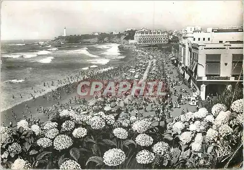 Cartes postales moderne Biarritz (B P) Les Hortensias La Grande Plage