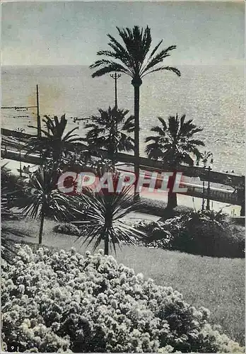 Cartes postales moderne San Remo Passeggiata