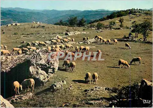 Cartes postales moderne Lozere Pittoresque Troupeau de moutons sur le Causse