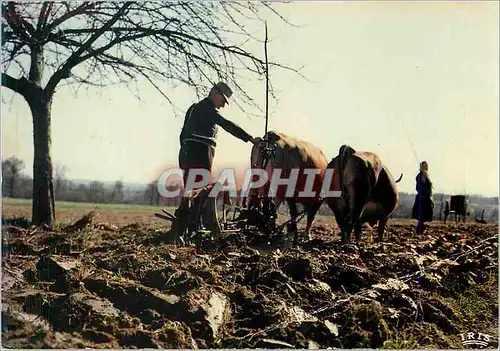 Moderne Karte En Limousin Scene de labour Attelage