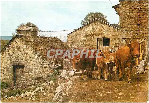 Cartes postales moderne La Lozere Pittoresque Ferme construite en Granit Attelage B�ufs