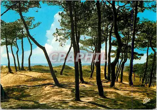 Moderne Karte En Vendee Au pays de Monts Les pins en bordure de la mer