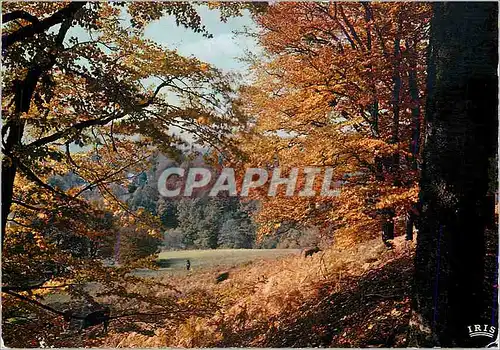 Cartes postales moderne Le Limousin Pittoresque Melancolie de l'automne Je m'attache a la saison heureuse qui bientot ne