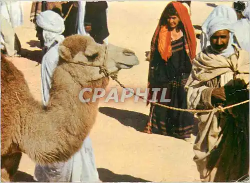 Cartes postales moderne Sud Tunisien Le marche Chameau