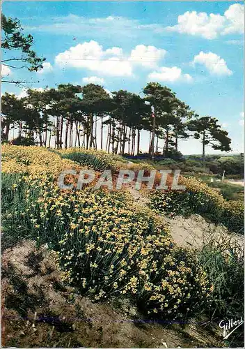 Cartes postales moderne Plages du Medoc Fleurs des Dunes Les Immortelles