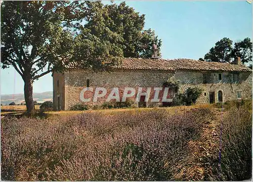 Moderne Karte Les Belles Images de Provence Vieille Chapelle et son champ de Lavande