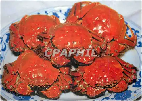 Cartes postales moderne Crabes
