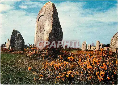 Cartes postales moderne Menhirs dans la lande fleurie Couleurs de Bretagne