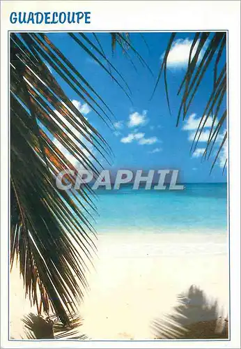 Cartes postales moderne Guadeloupe A l'Ombre des Cocotiers
