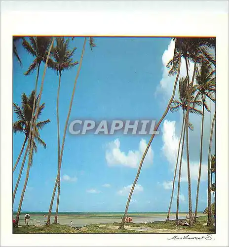 Cartes postales moderne Saison des Antilles