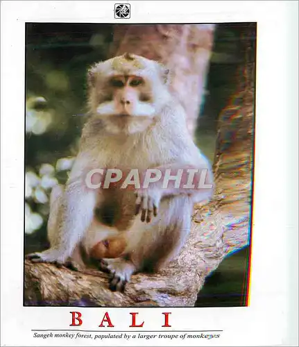 Moderne Karte Bali Sangeh Monkey Forest Populated by a Larger Troupe of Monkeys