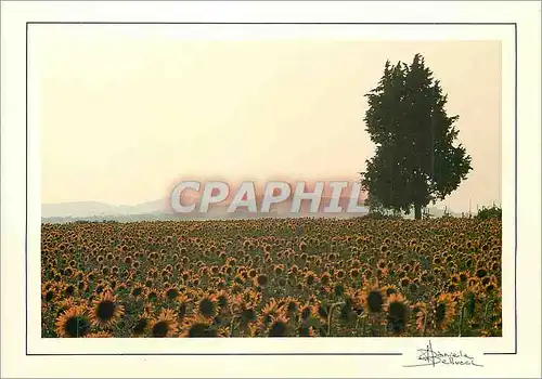 Cartes postales moderne S Gimignano (Siena)