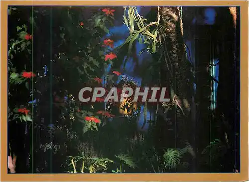 Cartes postales moderne Marrakech Musee Islamique Jardins Majorelle